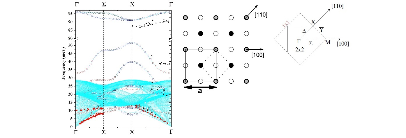 The c(2×2)-N phase on Cu(001): Structure and stress-driven self-ordering investigation via its vibrational dynamics